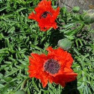 Meet your Posher, Alie